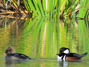 Male & Female Hooded Mergansers 