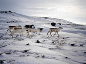 Proud Caribous at Iqaluit, Nunavut