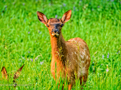 Young Deer