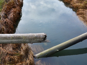 Squamish Estuary BC Canada