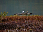 Seagul at the Squamish Esturay