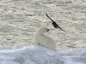 Polar bear & raven