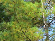 Ontario White Pine