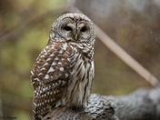 barred owl