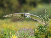 great horned owl