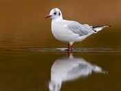 Autumn Gull