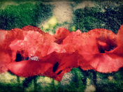 The Poppies Blow