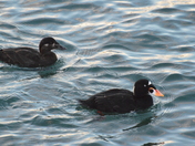 Surf Scoters