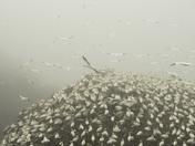 Gannets at Cape St. Mary's