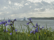 Iceberg at Goose Cove