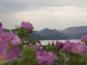 Roses at Norris Point