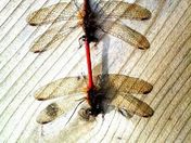 Dragon Flies