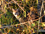 Rare spotting of a coyote