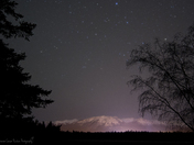 Through the Trees of Night