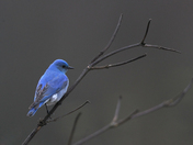 Mountain Bluebird