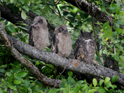 Great Horned Owl Family