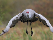 Sandhill Crane - Lift Off