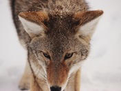 Coyote Beautiful