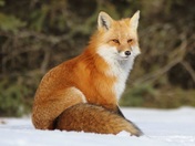 Algonquin Fox