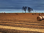 Autumnal scene from Southgate