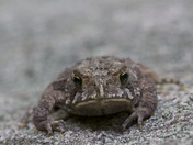 toad on a rock