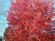 Red Tree