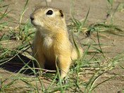 Prairie Dog