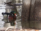 wood duck amongst cedar
