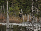 Bull Moose -Survivor