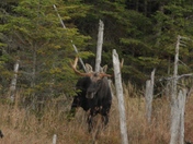Bull Moose -Survivor