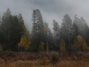 The Layering of Autumn