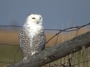 Snowy Owl