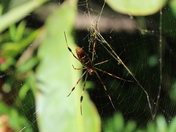 Banana Spider