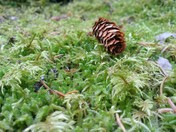 Ferny Cone