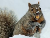 Snowy Day in November