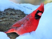 Snowy Day in November
