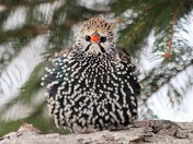 Snowy Day in November