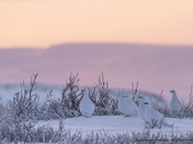Rock Ptarmigans in the sunset