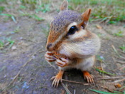 Chipmunks of Algonquin Park