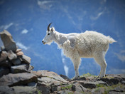 Mountain Goat