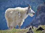 Billy Goat