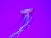 alien jellyfish