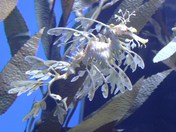 What is this - a leafy seadragon!