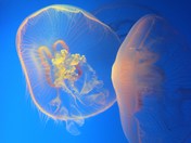 alien jellyfish