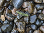 Finding the Beautiful