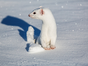 Winter weasel