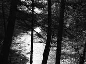 Black & White Dobson  Trail