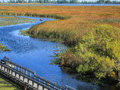 The Marsh Boardwalk - Point Pelee