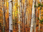 Forest of Golden Leaves, Banff National Park, Alberta