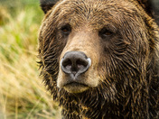 Grizzly - all seeing eyes